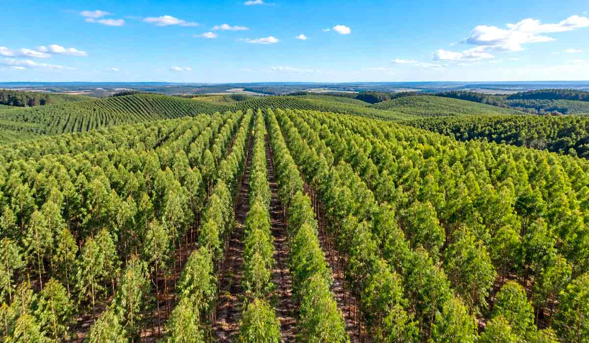 Correções em profundidade permitem às raízes explorar mais solo, água e nutrientes, adiantando o corte e elevando o retorno econômico de florestas plantadas