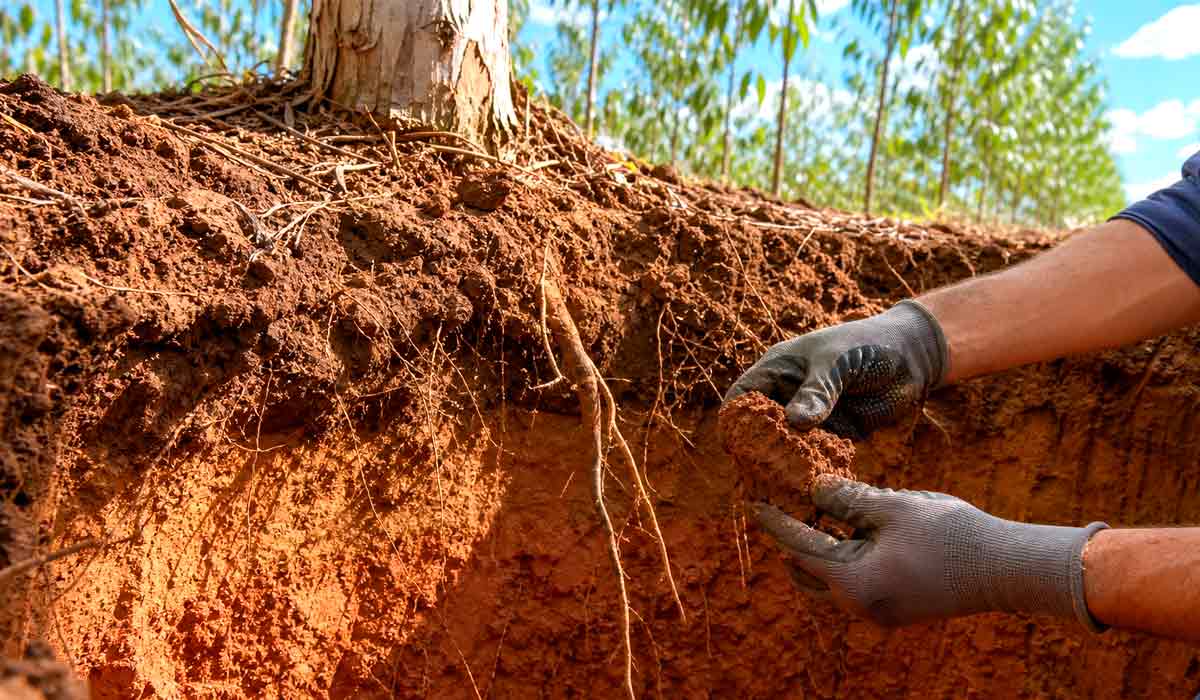Perfil de solo aberto em talhão de eucalipto revela raízes profundas e camadas corrigidas pela ação do gesso agrícola, evidenciando potencial de exploração de água e nutrientes em profundidade Perfil de solo aberto em talhão de eucalipto revela raízes profundas e camadas corrigidas pela ação do gesso agrícola, evidenciando potencial de exploração de água e nutrientes em profundidade