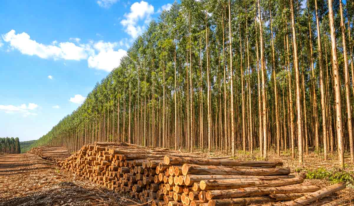 Talhão de floresta em estágio avançado maduro de eucalipto com toras empilhadas aguardando colheita, símbolo do ciclo antecipado pelo manejo do ambiente radicular, que converte manejo do solo em madeira e retorno financeiro Talhão de floresta em estágio avançado maduro de eucalipto com toras empilhadas aguardando colheita, símbolo do ciclo antecipado pelo manejo do ambiente radicular, que converte manejo do solo em madeira e retorno financeiro