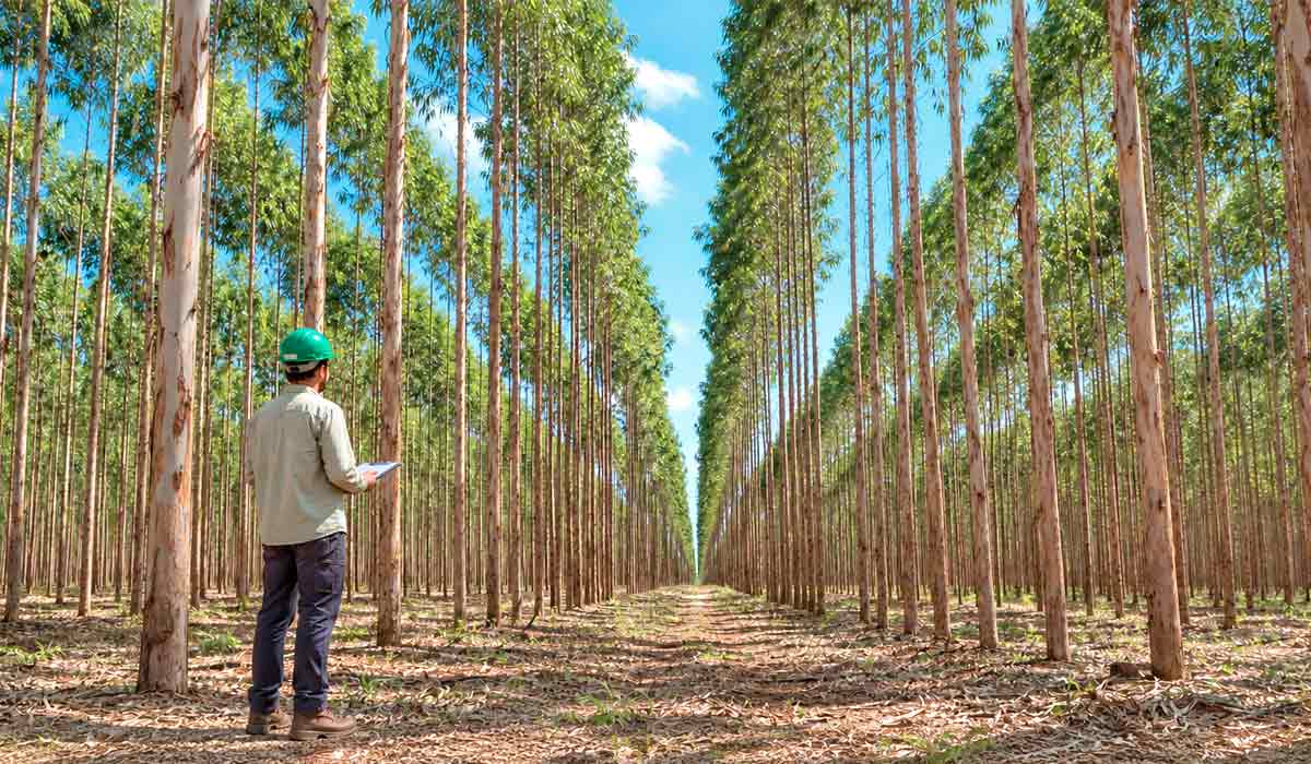 Setor florestal gera mais de 700 mil empregos diretos no país com 10,4 milhões de hectares de eucalipto e pinus e o reconhecimento internacional abre portas para cooperação técnica global Setor florestal gera mais de 700 mil empregos diretos no país com 10,4 milhões de hectares de eucalipto e pinus e o reconhecimento internacional abre portas para cooperação técnica global
