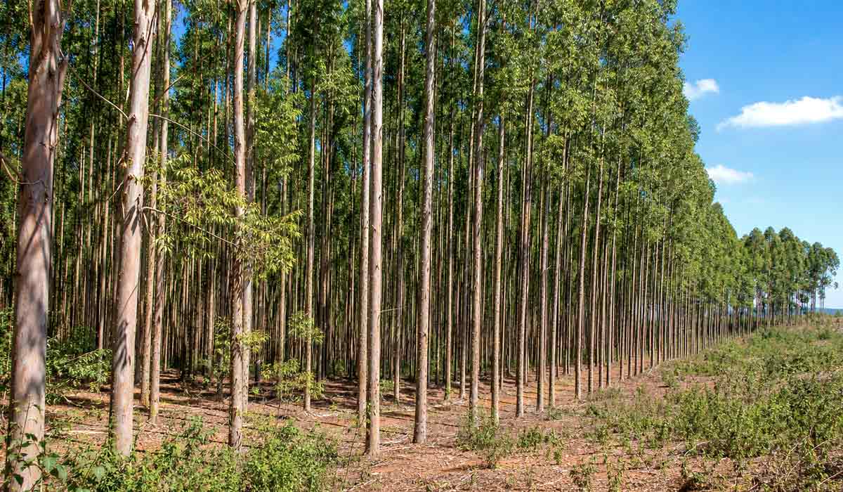 A floresta plantada é a base do modelo produtivo que permite ao país colher madeira em ciclos médios de apenas sete anos, com produtividade média que supera 30 m3 por hectare ao ano, o que sustenta a liderança exportadora brasileira A floresta plantada é a base do modelo produtivo que permite ao país colher madeira em ciclos médios de apenas sete anos, com produtividade média que supera 30 m3 por hectare ao ano, o que sustenta a liderança exportadora brasileira