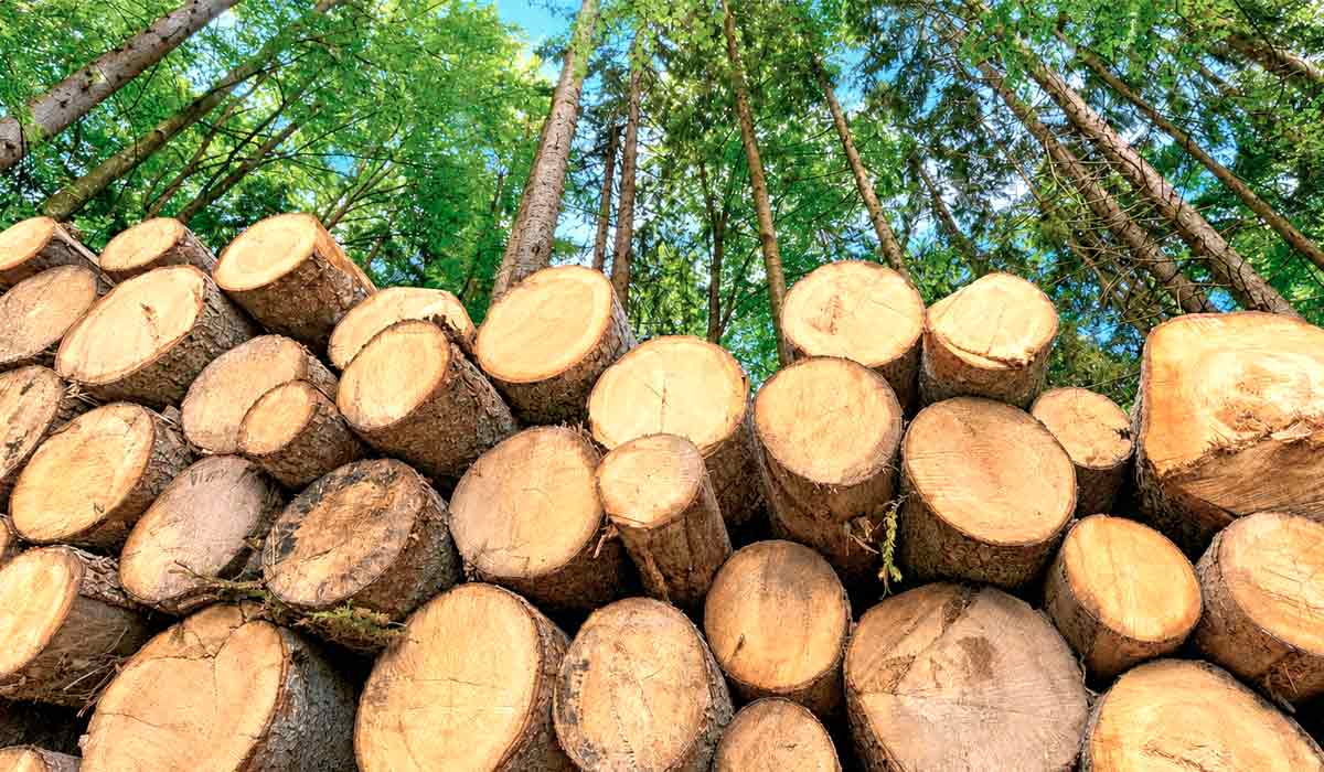 O Brasil planta 2,2 milhões de árvores por dia e lidera o mercado de celulose com recorde de 29,4 milhões de toneladas