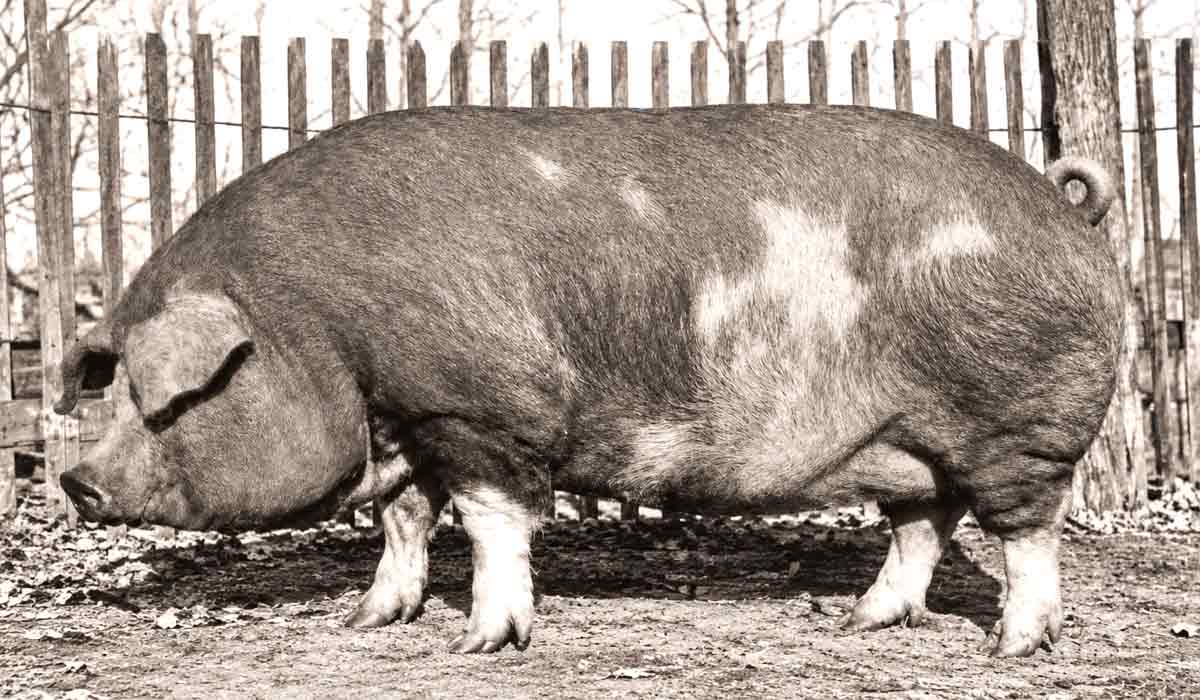 O maior suíno já documentado em propriedade rural americana, em estrutura de manejo típica das décadas de 1920 e 1930