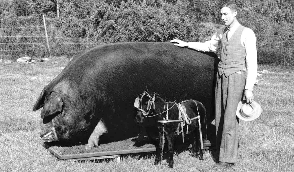 Big Bill foi criado por Elias Buford Butler, em propriedade no Tennessee, no auge da criação extensiva. Seu tamanho rapidamente transformou o animal em uma atração, quando feiras agropecuárias eram vitrines para animais considerados extraordinários Big Bill foi criado por Elias Buford Butler, em propriedade no Tennessee, no auge da criação extensiva. Seu tamanho rapidamente transformou o animal em uma atração, quando feiras agropecuárias eram vitrines para animais considerados extraordinários