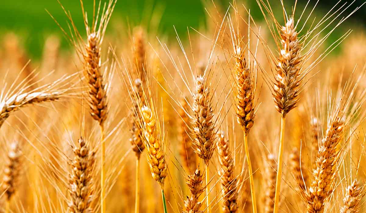 Bactérias formam escudo e protegem o trigo contra fungo que ataca as raízes