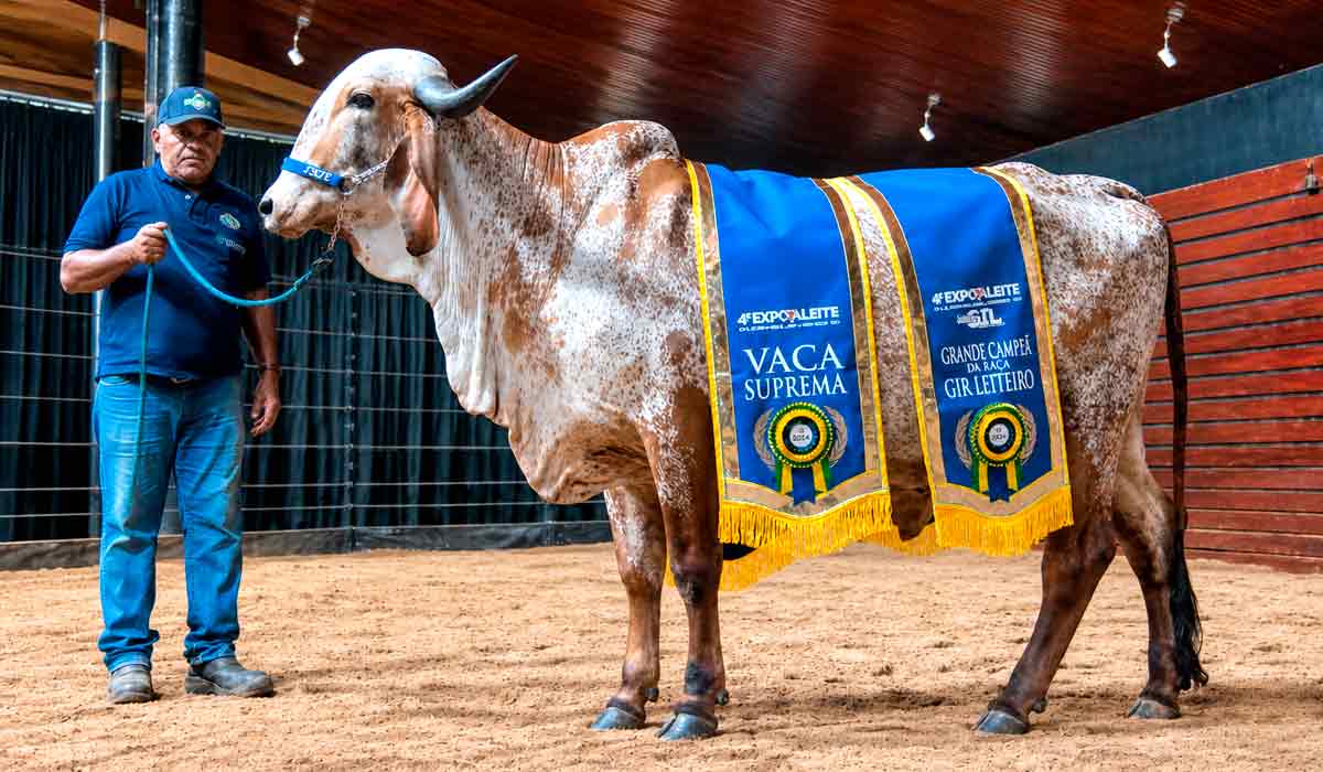 A Vaca do Gir Leiteiro Alinia FIV F. Mutum redefine o valor das matrizes do leite brasileiro A Vaca do Gir Leiteiro Alinia FIV F. Mutum redefine o valor das matrizes do leite brasileiro